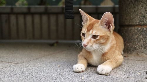 Portrait of a cat looking away