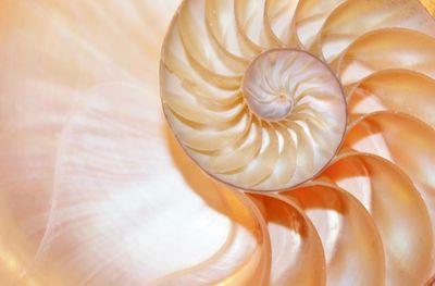 Close-up of seashell