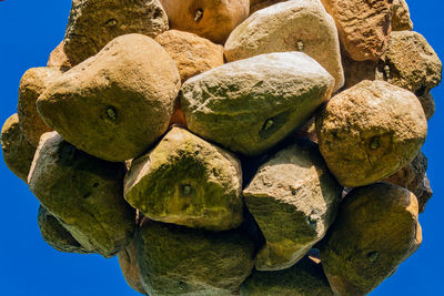 Close-up of prickly pear by bare tree against sky
