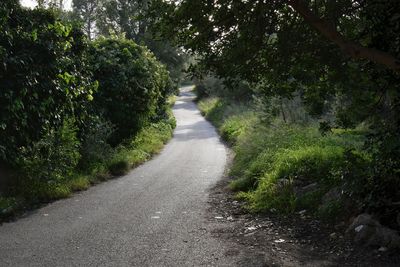 Road amidst trees in forest