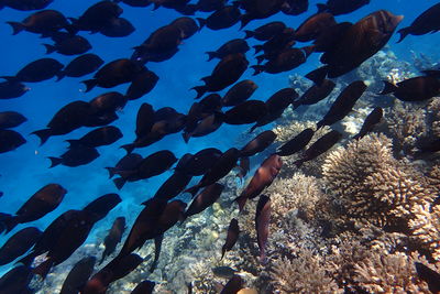 coral reef