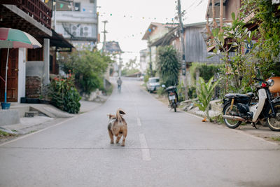 View of a dog on street