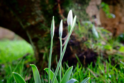 Close-up of crocus against blurred background