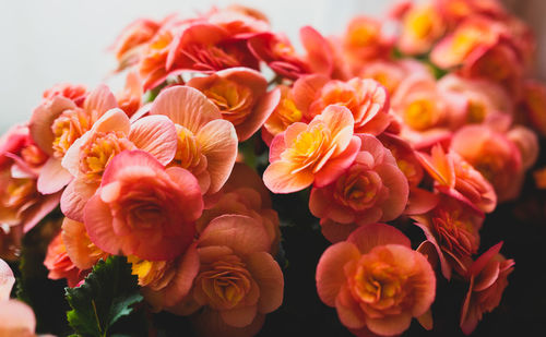 Close-up of orange begonia flowers by window