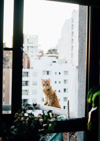 Cat sitting on window of building