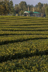 Scenic view of agricultural field