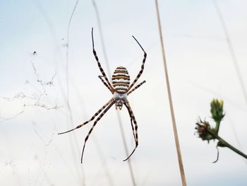 Close-up of spider on plant