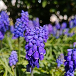 Close-up of purple flowering plants