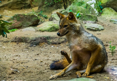 Lion sitting on rock