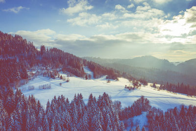 Panoramic view of pine trees on snowcapped mountains against sky