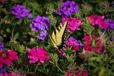 Butterfly on pink flowering plants