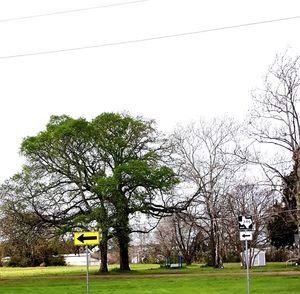 Trees on grassy field against cloudy sky