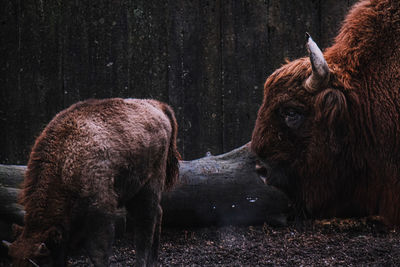 Close-up of bison on land