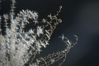 Close-up of dried plant