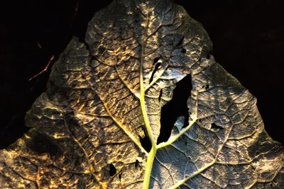 Close-up of dried leaf