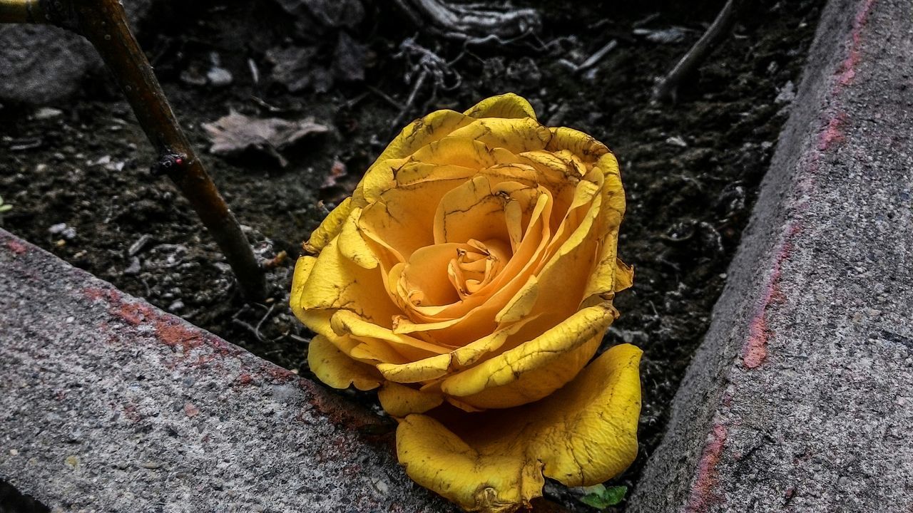 yellow, flower, fragility, petal, close-up, flower head, freshness, high angle view, rose - flower, nature, beauty in nature, growth, outdoors, focus on foreground, leaf, day, no people, plant, natural pattern, dry