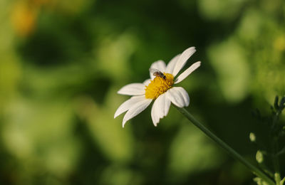 Close-up of white flower