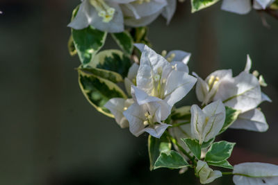 Close-up of white flowering plant