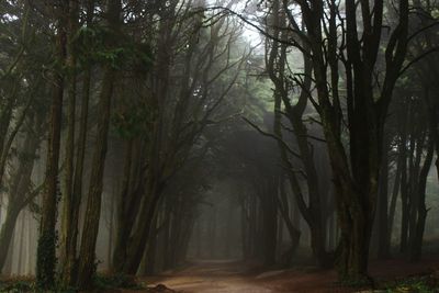 Trees in forest