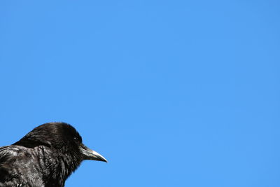 Low angle view of raven against clear blue sky