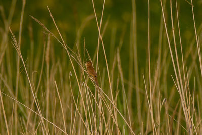 Close-up of insect on grass
