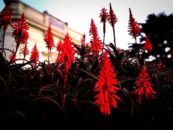 Close-up of red flowering plants against sky