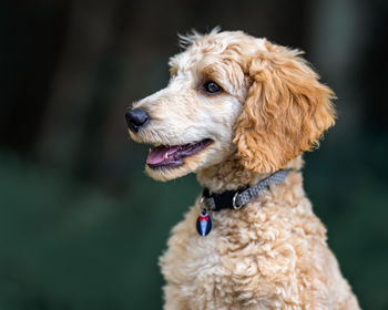 Close-up of dog looking away