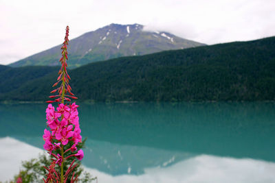 Pink flowers by lake against mountain range