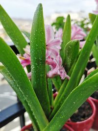 Close-up of wet plant