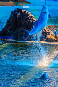 Scenic view of swimming in sea