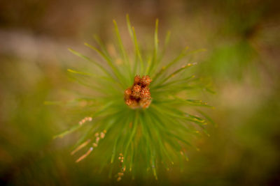 Close-up of honey bee on pine tree