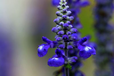 Close-up of purple flowering plant