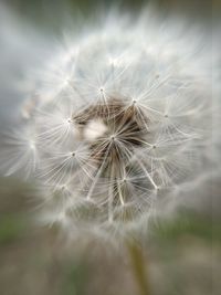 Close-up of dandelion on plant