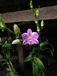 Close-up of pink flowering plant