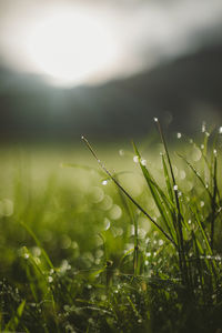 Close-up of raindrops on grass