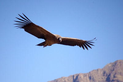 Low angle view of eagle flying against clear blue sky