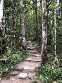 Trees growing in forest