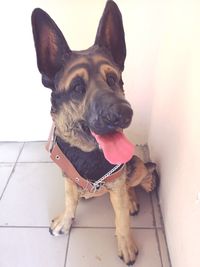 Portrait of dog sitting on floor