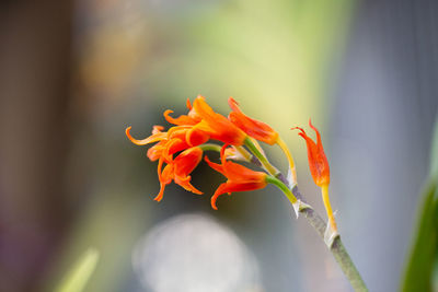 Close-up of orange flower on plant