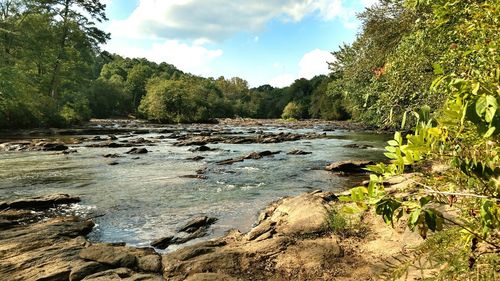 Stream flowing in forest