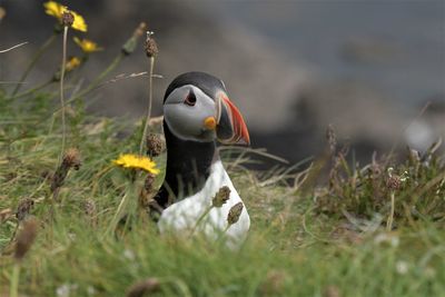 Close-up of bird on grass