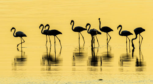 Silhouette birds on lake