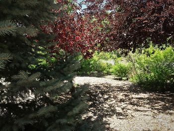 Shadow of tree on grass