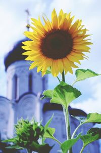 Close-up of sunflower blooming against sky