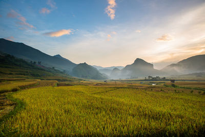 Scenic view of rice field against sky