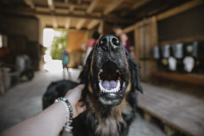 Woman with dog at home
