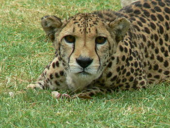 Portrait of a cat on field