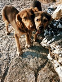 Close-up portrait of dog