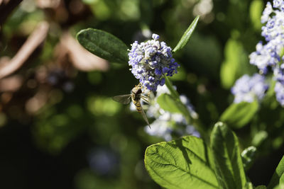 Close-up of bee on purple flower