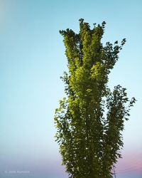 Low angle view of tree against clear blue sky